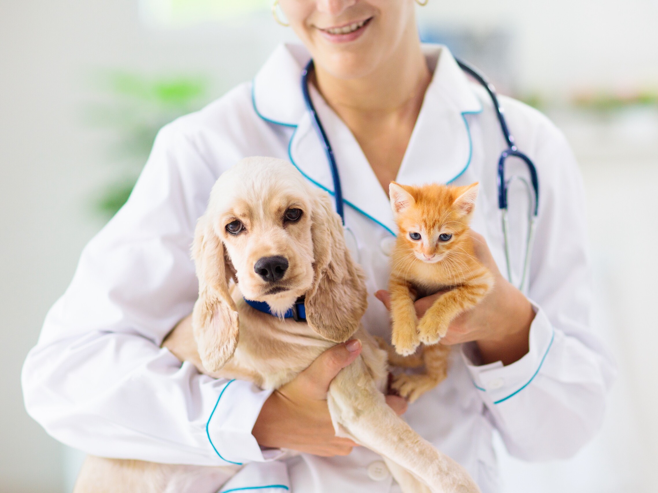 vet,examining,dog,and,cat.,puppy,and,kitten,at,veterinarian